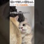 猫のおもしろ動画にツッコミどころ満載なアフレコしてみた＃251【匂い】【ハプニング映像】#shorts　#アフレコ #面白動画