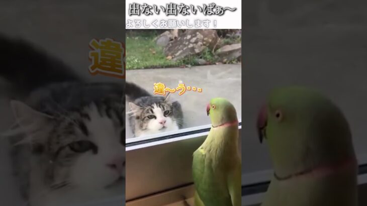 猫のおもしろ動画にツッコミどころ満載なアフレコしてみた＃253【いないいないばぁ～】【ハプニング映像】#shorts　#アフレコ #面白動画