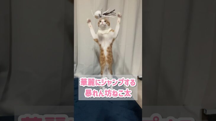 華麗にジャンプする暴れん坊猫　#子猫　#保護猫 #生後8ヶ月