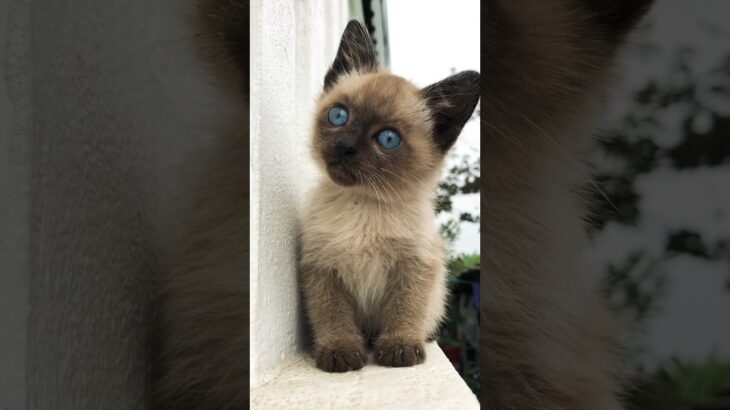 Kitten with beautiful eyes#kätzchen #katze #かわいい#子猫 #猫#動物#ペット #고양이 #kätzchen #кот #животное #милый