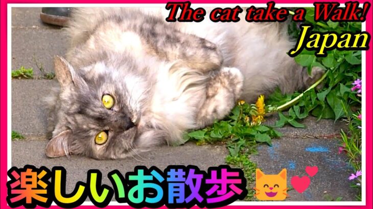 【猫かわいい】楽しいお散歩！😸👍我が家の猫 『もも』The cat take a Walk! Cat Funny compilation Amazing Japan!【猫おもしろ】【会津若松】