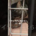 イケメンロン君が我が家へ  #cat #猫 #保護猫  #癒し #猫のいる暮らし #shorts