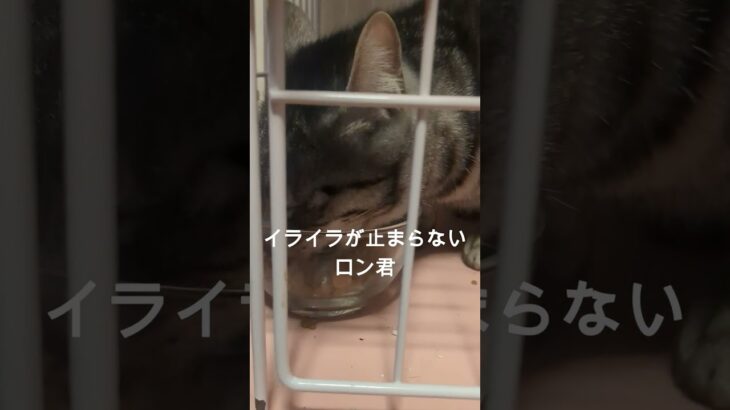 イケメンロン君が我が家へ  #cat #猫 #保護猫  #癒し #猫のいる暮らし #shorts