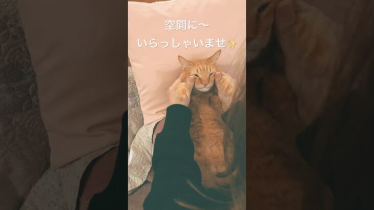 癒したいのに癒される笑　#cat #ネコ #shortvideo #ねこ #猫 #保護猫 #short #shorts