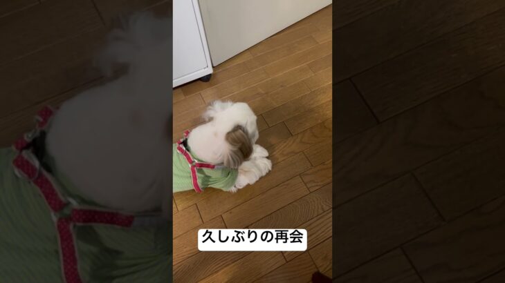 猫には積極的 #dogbreed #癒し #可愛い #shihtz #犬のいる生活 #shihtzu #puppy #シーズー #いぬ