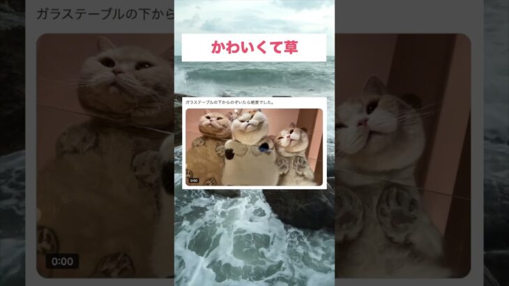 猫さんの癒し#おもしろ動画 #猫 #癒し #shorts