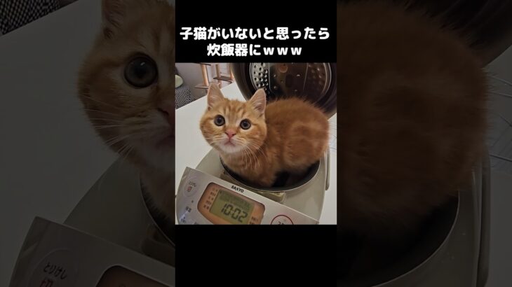 子猫がいないと思ったら炊飯器でこうなってた…笑#shorts