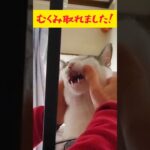 リンパマッサージ？【猫】 #shorts #猫 #ねこ #ネコ #ペット #cat #かわいい #おもしろ #funny #cute #癒し