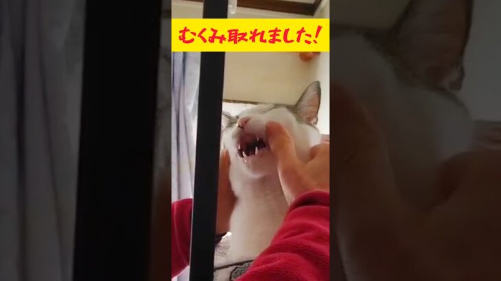 リンパマッサージ？【猫】 #shorts #猫 #ねこ #ネコ #ペット #cat #かわいい #おもしろ #funny #cute #癒し