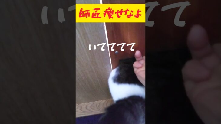 自分の体型に自信が無い猫 #shorts #cat #猫 #ねこ #ネコ #おもしろ #かわいい #funny #cute #ペット