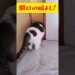 よーく確かめなくっちゃ #shorts #猫 #ねこ #ネコ #かわいい #おもしろ #ペット #cute #cat #funny #pets