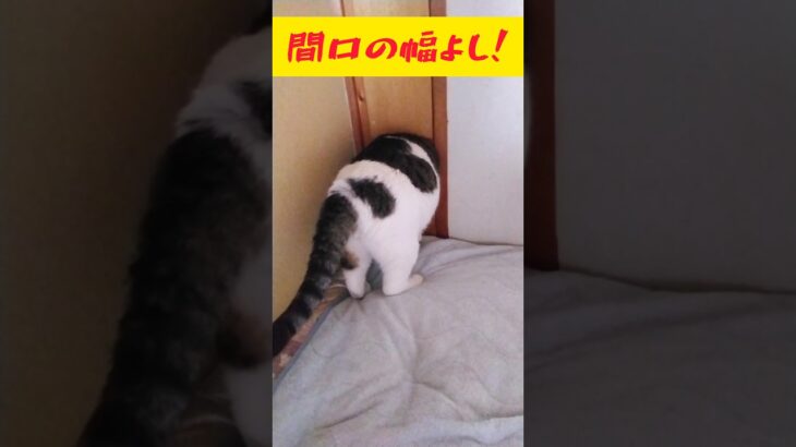 よーく確かめなくっちゃ #shorts #猫 #ねこ #ネコ #かわいい #おもしろ #ペット #cute #cat #funny #pets