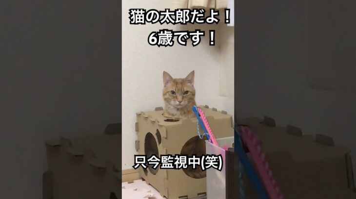 【癒し】猫の太郎監視員 #shortsvideo