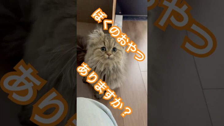 ぼくのおやつありますか？#ペルシャ #おもしろ猫 #猫のいる暮らし #猫のいる生活 #猫好きさんと繋がりたい #ねこ #ミヌエット #短足猫