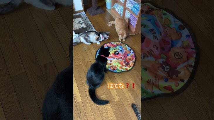 遊び方❗️わかってないよ❗️#保護猫 #かわいい猫 #三毛猫 #ねこ