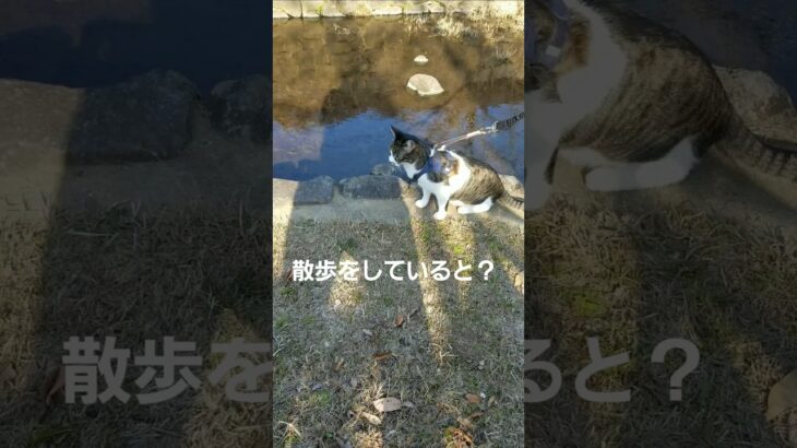 猫と散歩中！突然ハプニング‼️