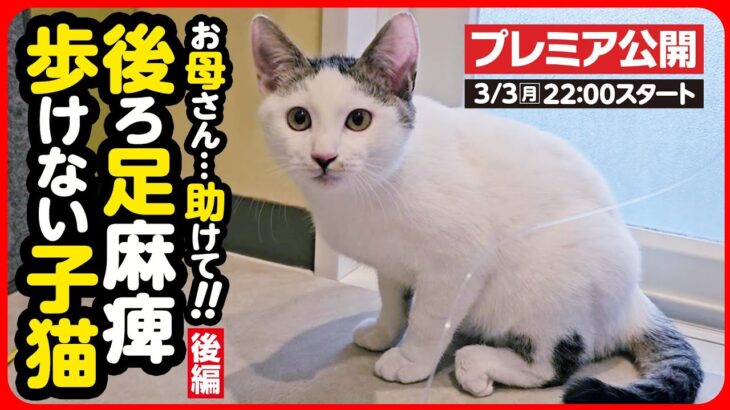 【子猫 保護】後ろ足麻痺の子猫をエンジンルームから救出！【後編】