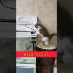 猫　水槽ハプニング