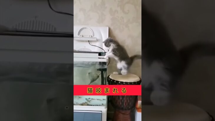 猫　水槽ハプニング